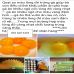 Quạt so màu trứng - quạt so màu chân gà