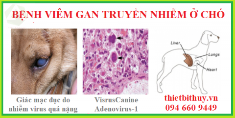 Bệnh viêm gan truyền nhiễm ở chó (do Virus Canine Adenovirus-1)