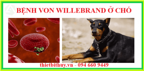BỆNH VON WILLEBRAND Ở CHÓ