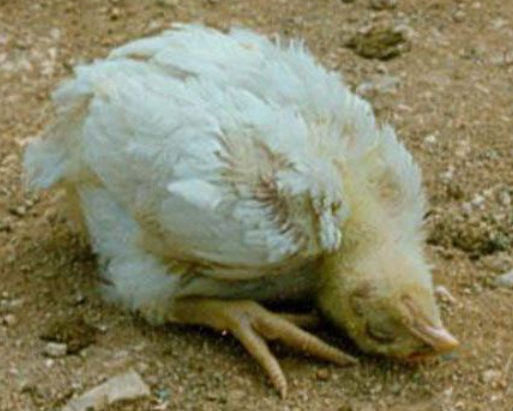 Bệnh gà ủ rũ – Bệnh dịch gà đông tảo, gà chọi, gà nòi, gà tre