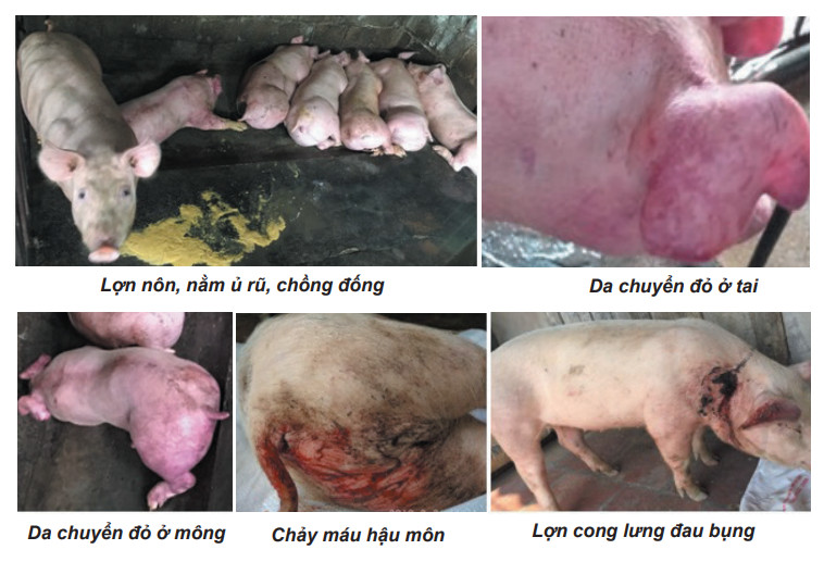 Các bệnh tích của dịch tả lợn Châu Phi